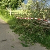 20190608_Baum_auf_Strasse